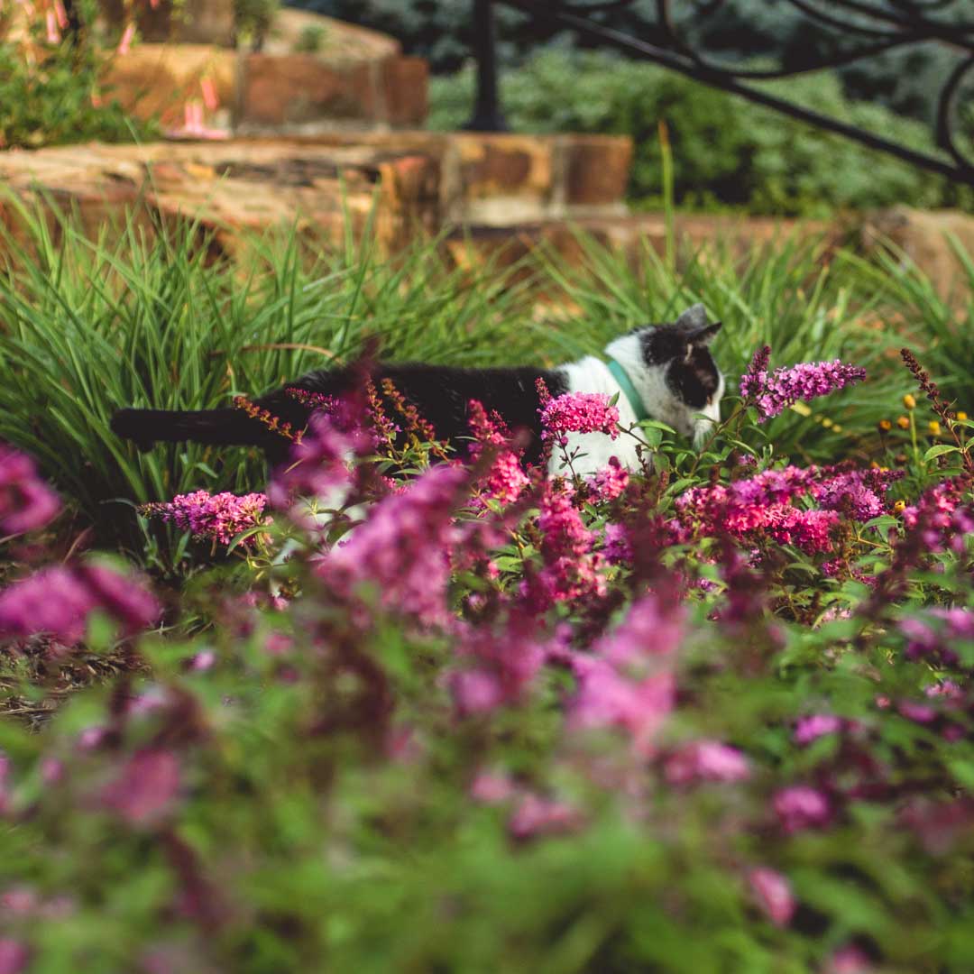 Cats_bg