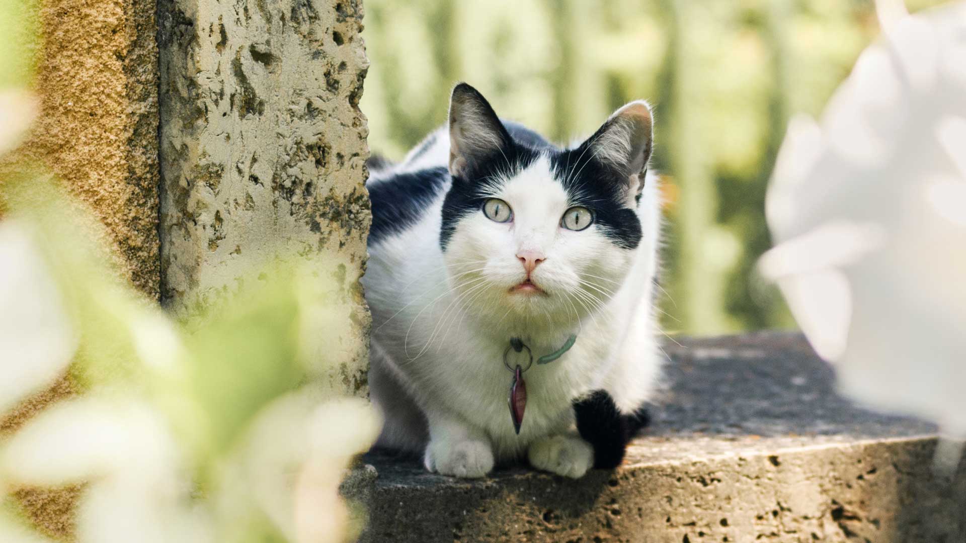 Cats_slide1