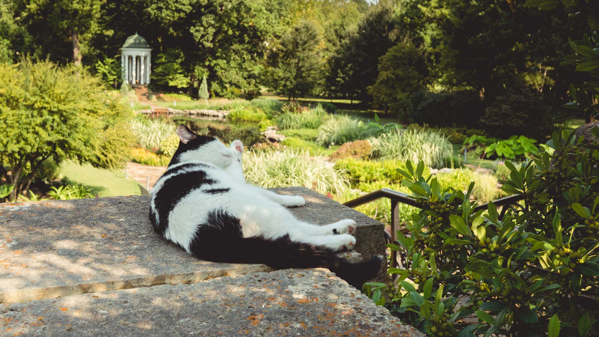 Cats_slide2