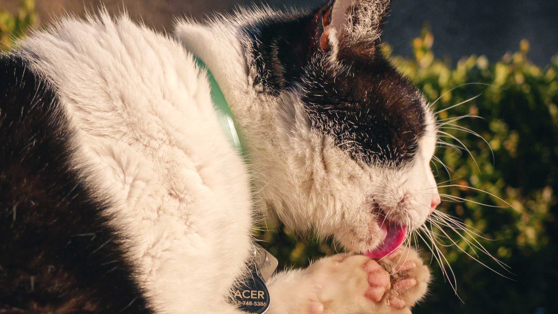 Cats_slide4