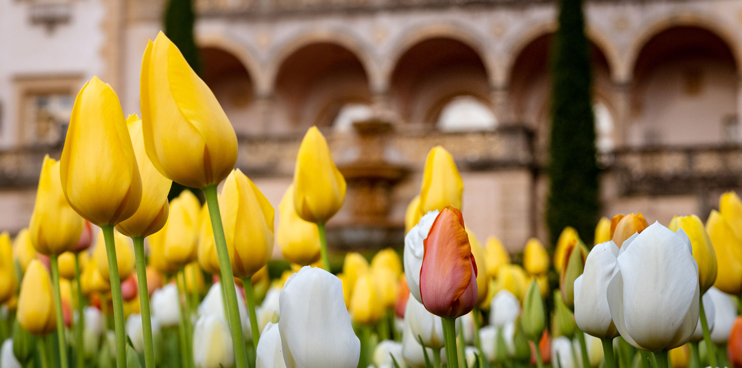 flower-brand